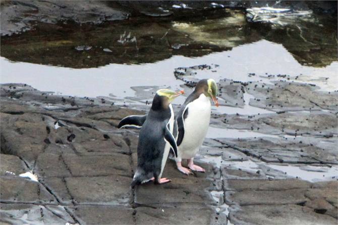 Yellow-Eye Penguins at Curio Bay