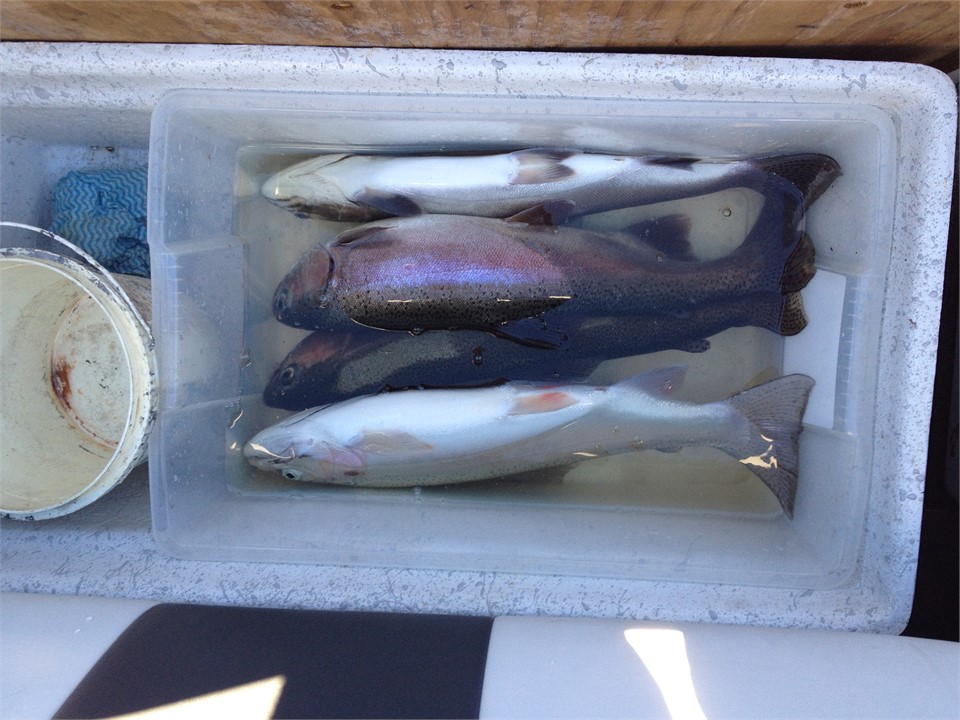 Lovely trout to catch