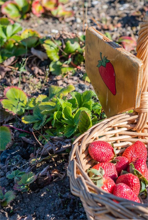 In season strawberries picked by guests