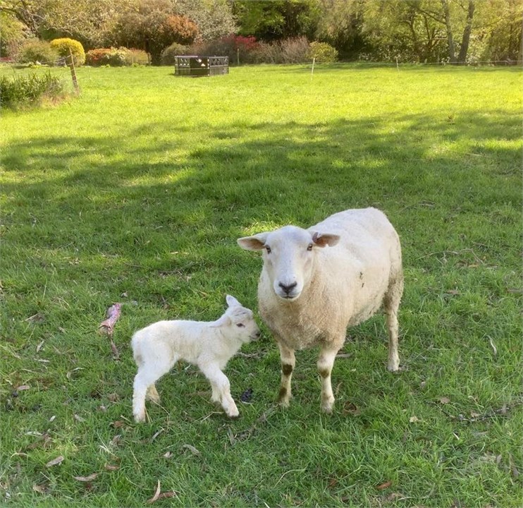 newborn lambs on the farm