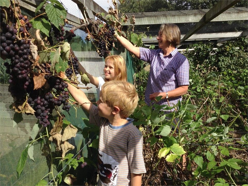 Guests can pick in season vegetables and fruit