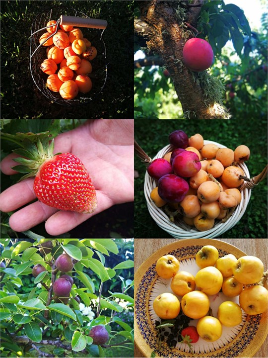 some fruits from the garden