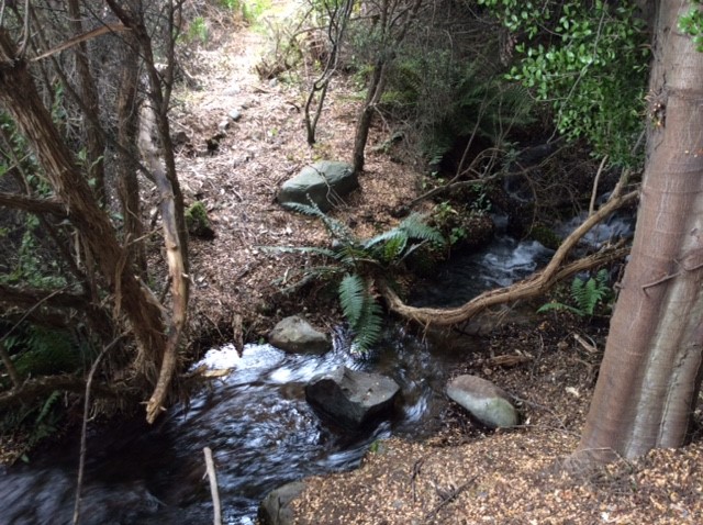 Just a 100m from the house can the Kids find it