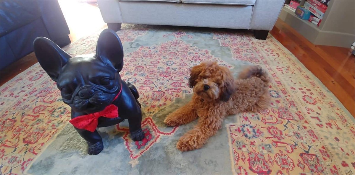 Dogs are welcome indoors