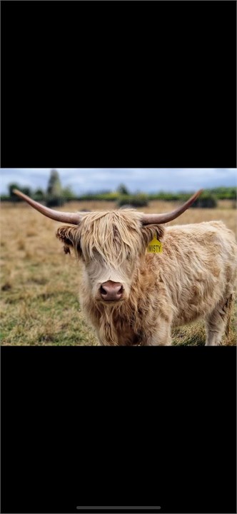 Misty our resident miniature highland cow