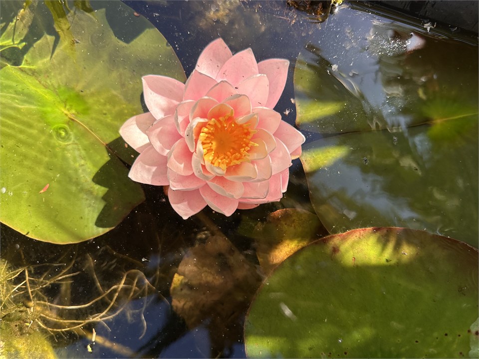 Lilly pond