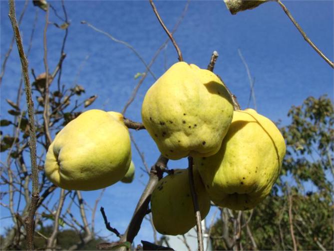 Quince at the door