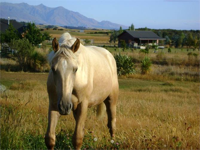 Ring Looking at the Takitimu Mountains 