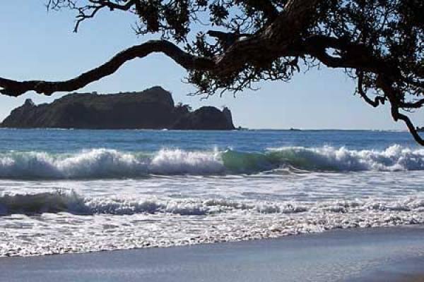 Pohutukawa On The Beach