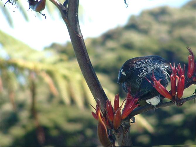 Birdlife from cottage window