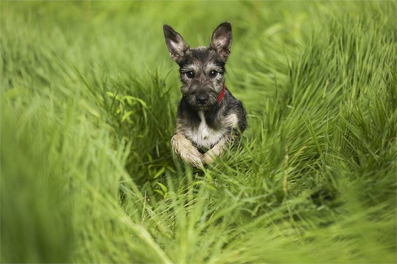 Pipi may pop in to say hello.