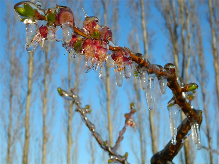 Blossom during Spring frost