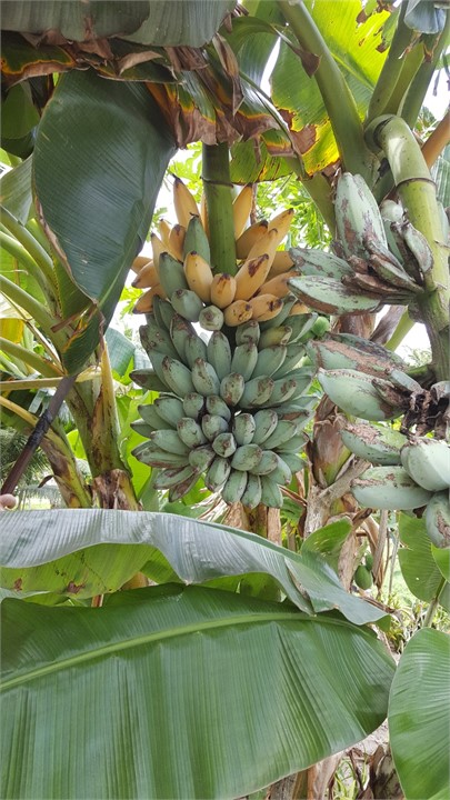 bananas on the property