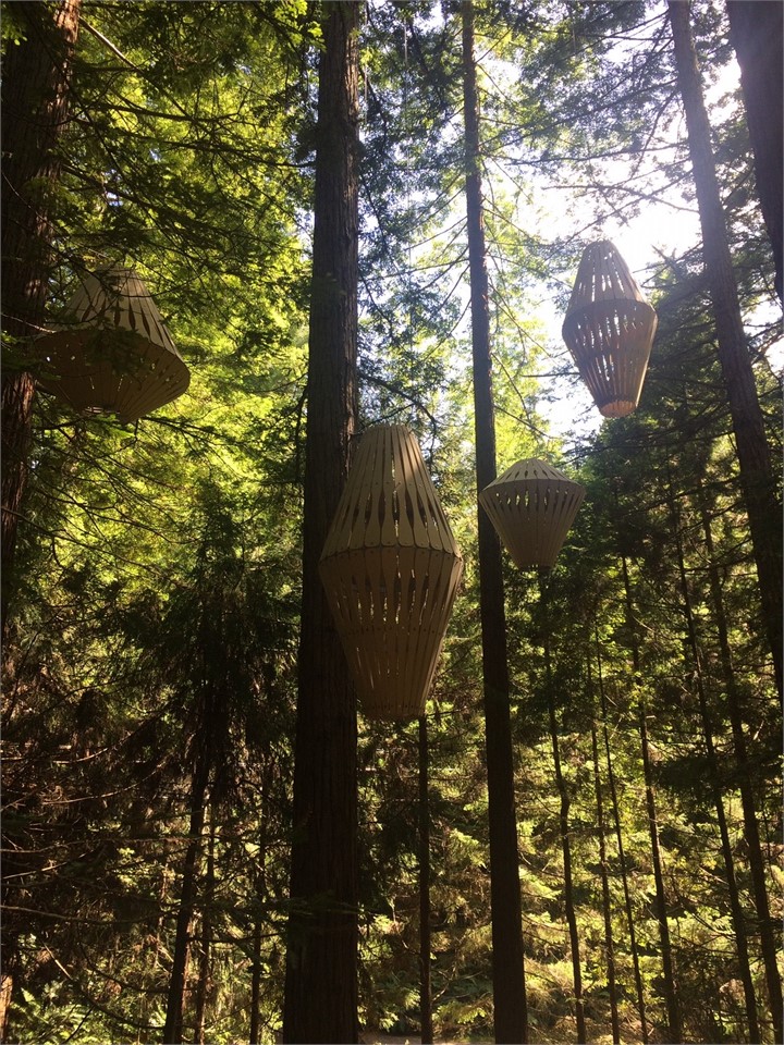 Redwood Forrest Tree walk