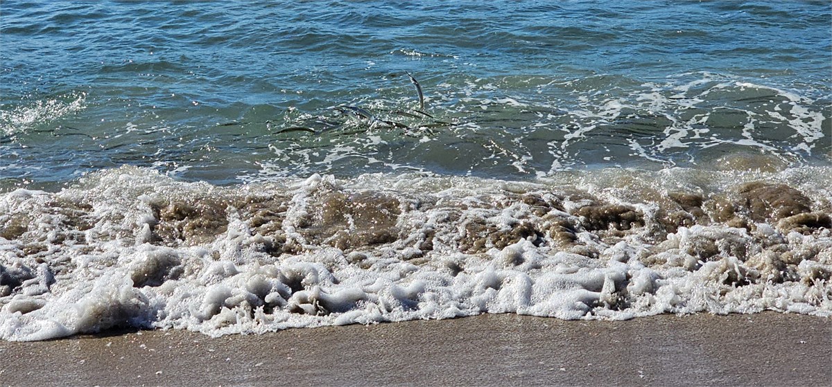 Do fish leap for joy? WE certainly did!