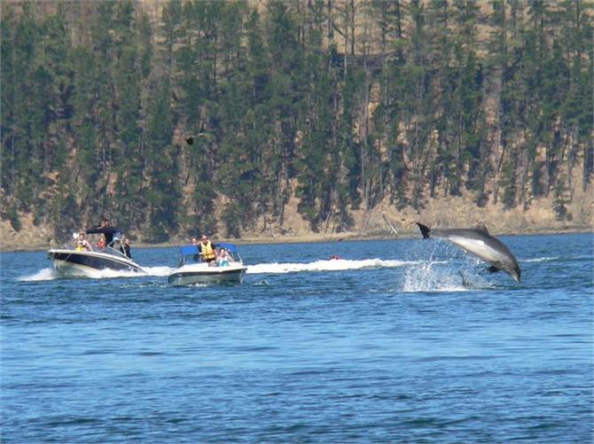 Wild dolphins perform to the delight of boaties