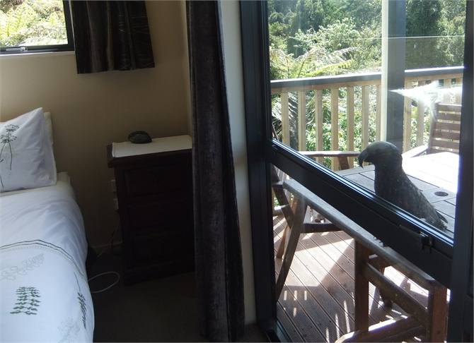 Feathered guest wanting in!