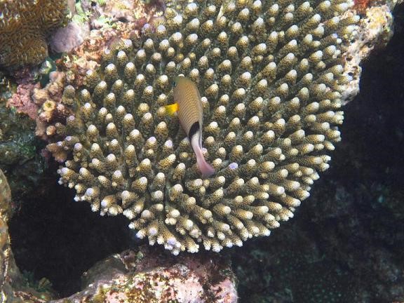 Coral Gardens Fish and Turtles in our front yard