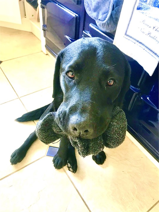 Guinness, our (adored?) sock thief