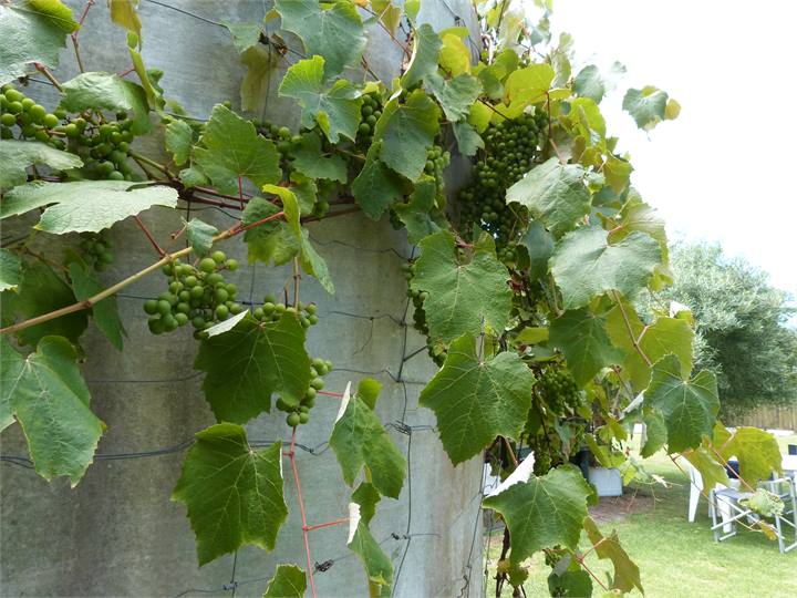Fresh Organic Grapes in February