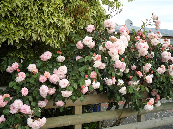 Courtyard roses