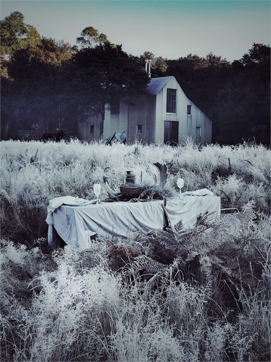 Winter wonderland in awaroa a rare frost with the 