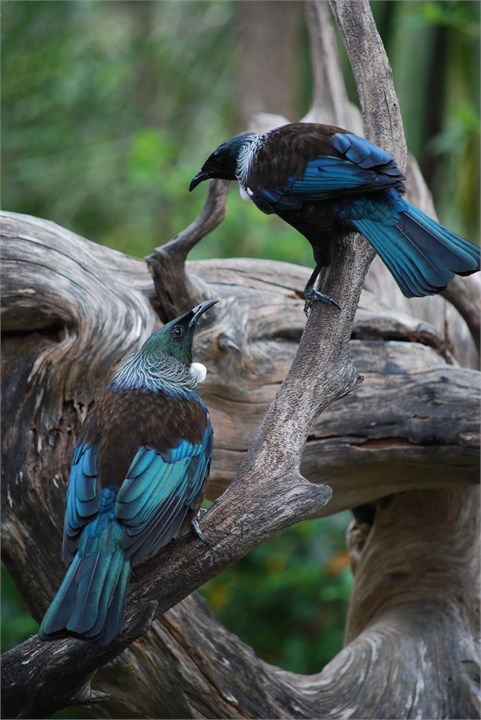 Local Tui