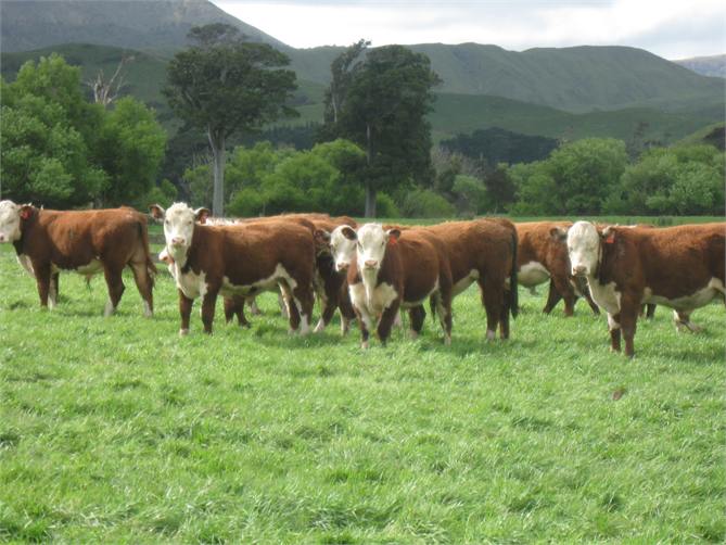Yearling Bulls