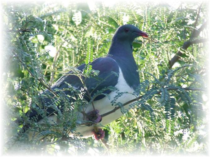 Prolific bird life - incl this native Wood Pigeon