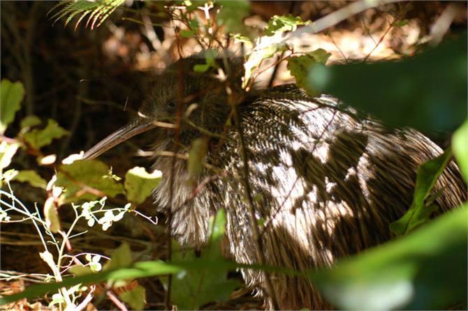 Kiwi on Ulva Island
