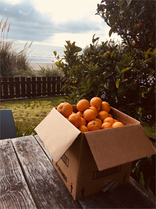 Oranges from our tree