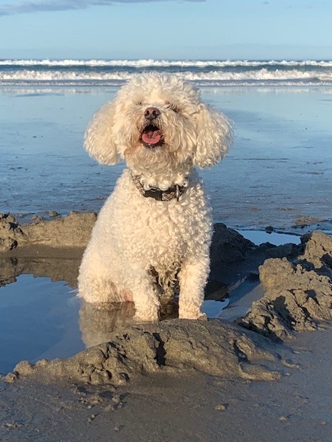 Baxter enjoying the beach