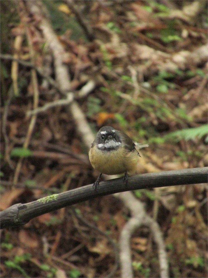 Friendly Piwakawakas