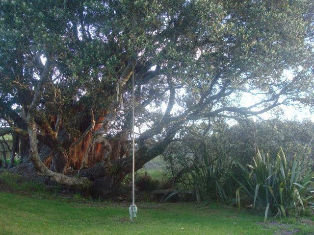Ancient Pohutukawa Tree