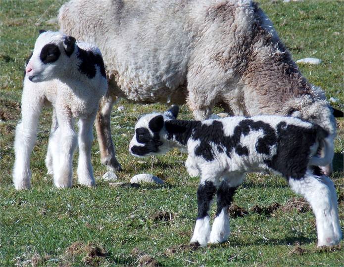 Come and feed the sheep.