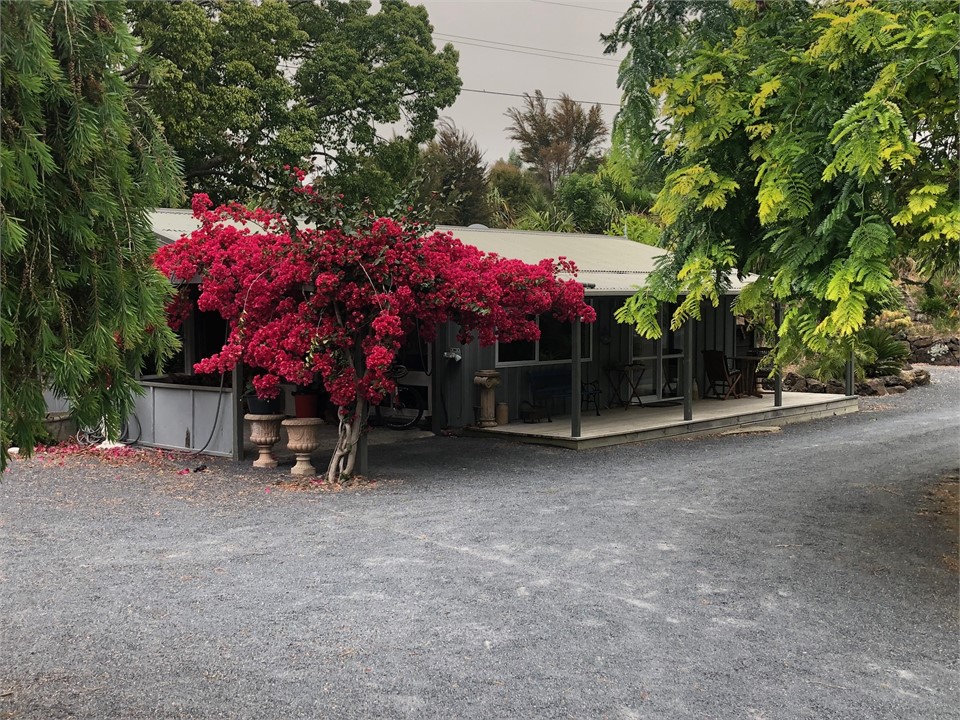 Great bougainvillea flowering all year