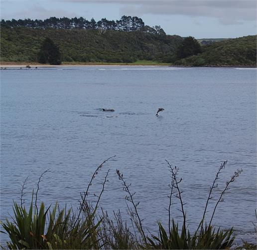 Dolphins off the lawn