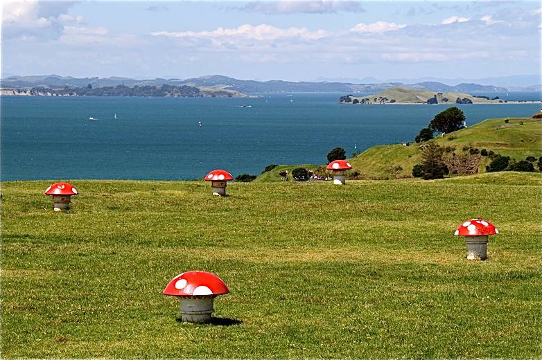 Mt Vic Mushrooms