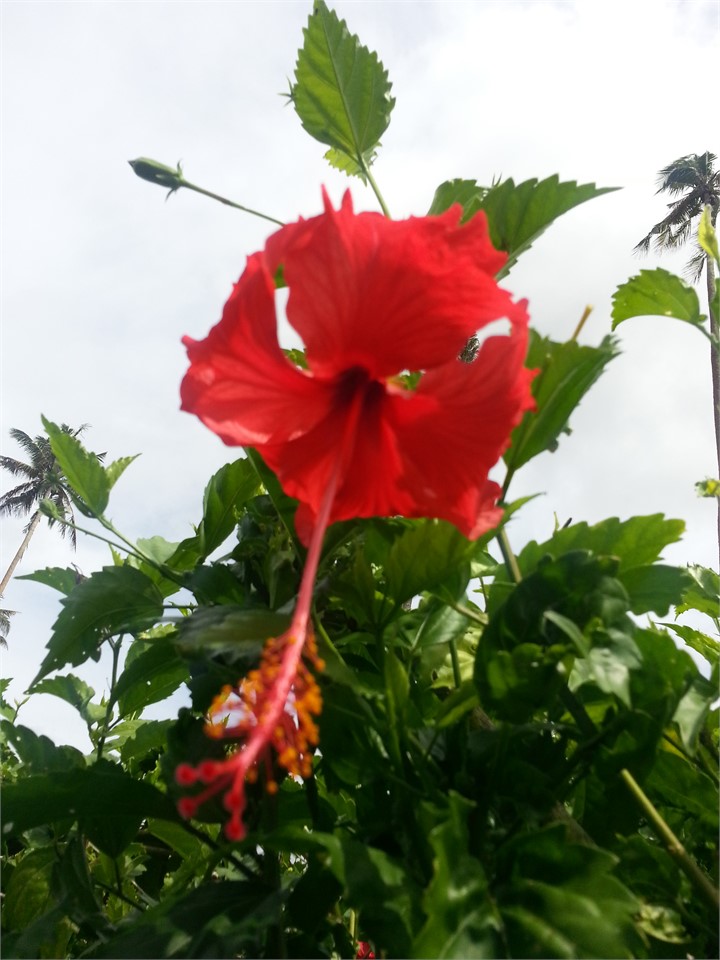 hibiscus