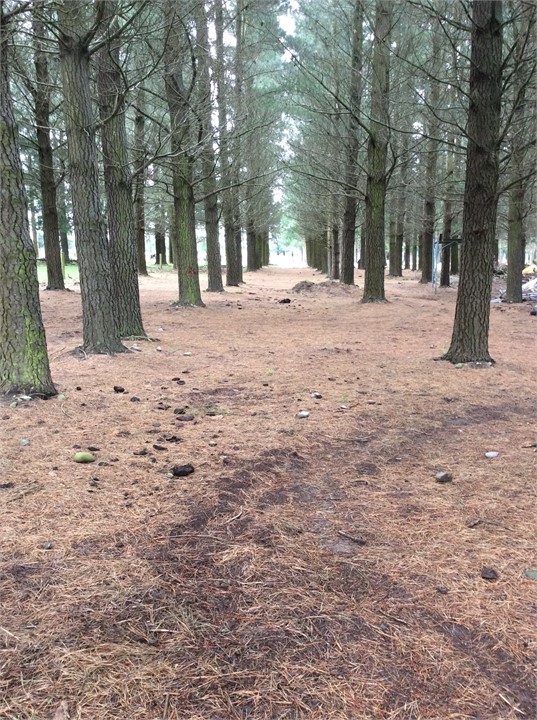 Have a stroll in the forest