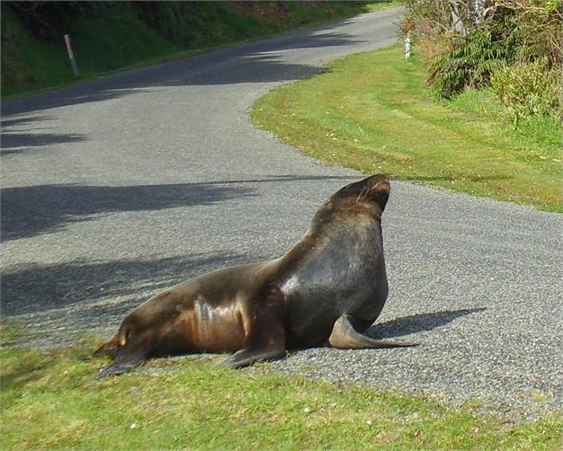 Local enjoying the sun.
