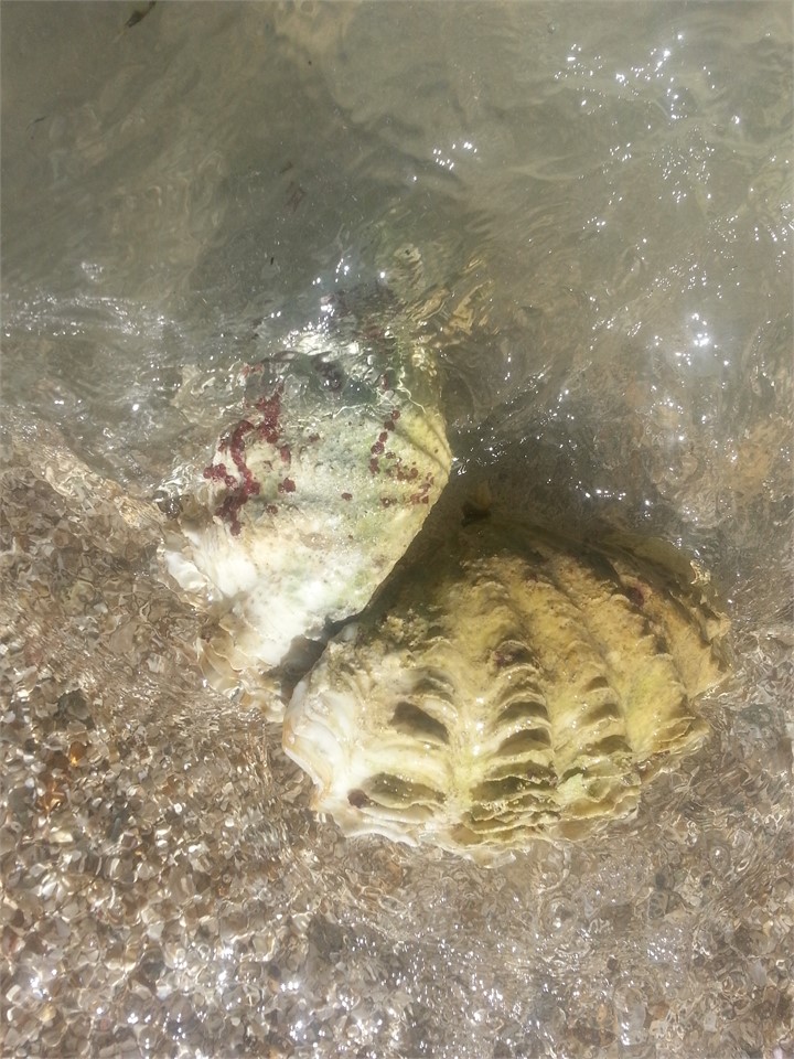 Vasua's on the beach