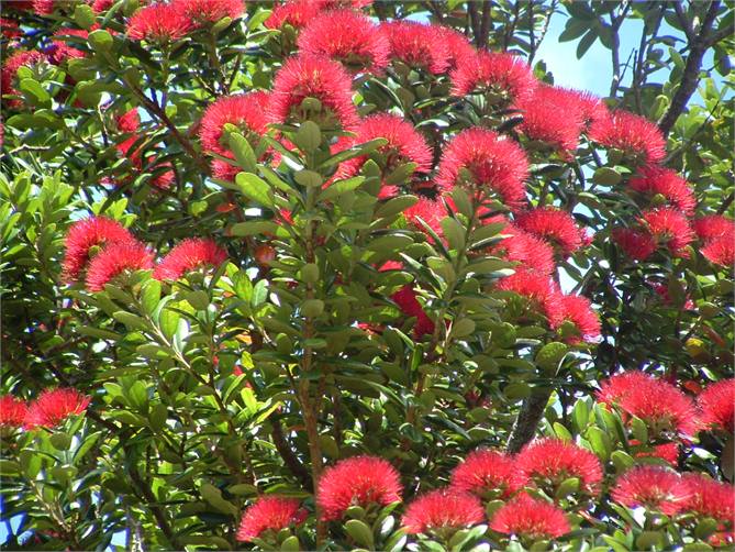 Pohutakawa flowering at Christmas
