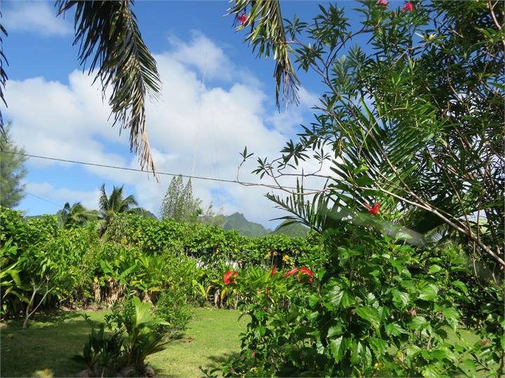 Garden view from Bougainvillea