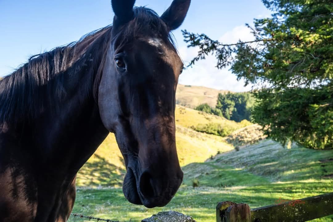 Tussock - one of the friendly horses