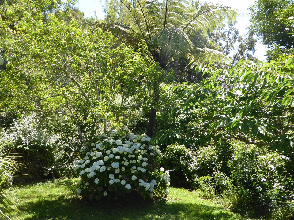 Fern and Fossil Garden