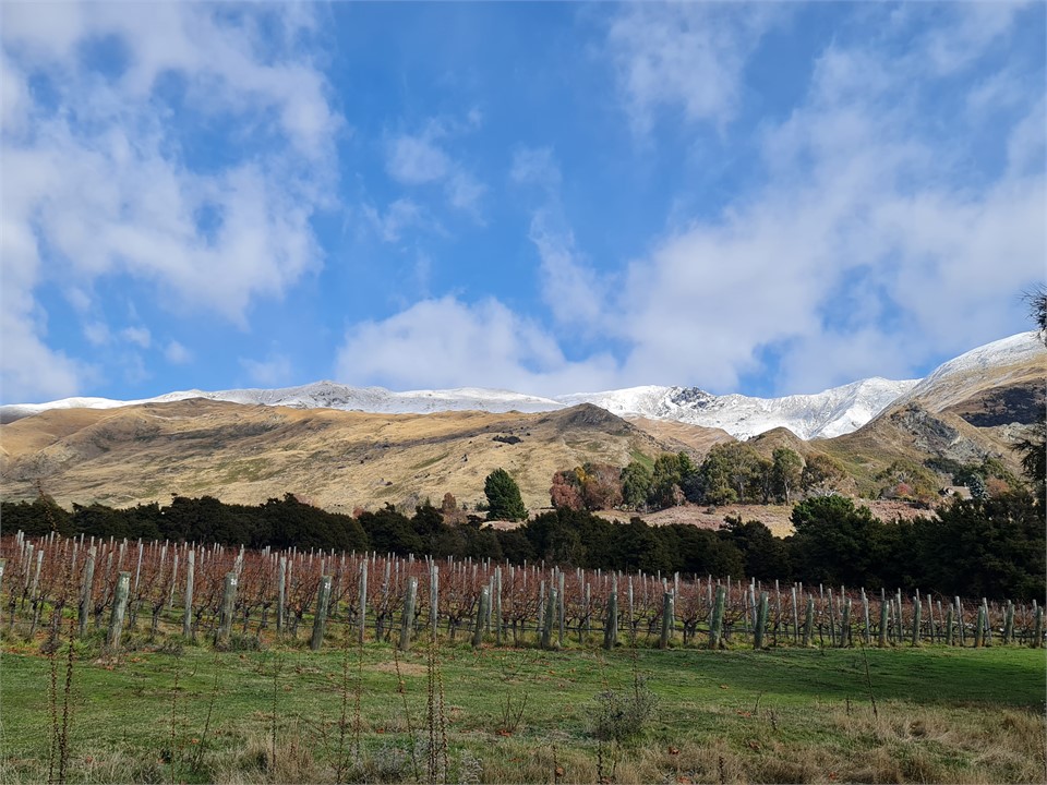 Local vineyard at the beginning of winter