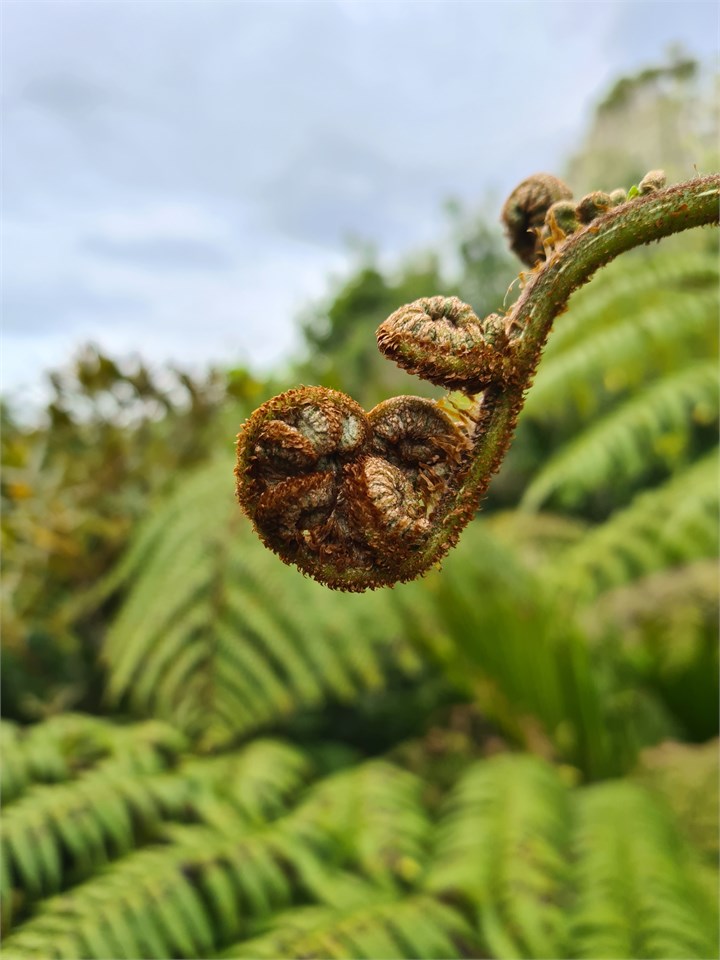 Close up view of ferns from our Treetop Walkway