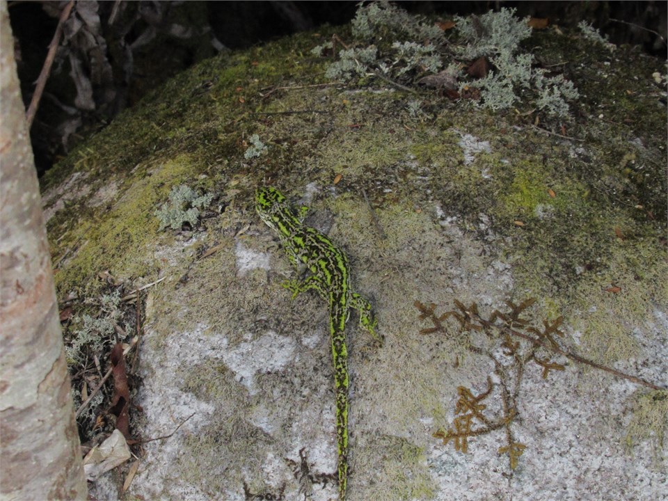 Local forest gecko