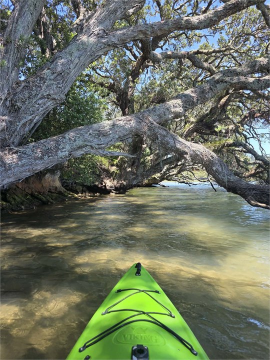 Kayak underneath the trees in the estuary at high 